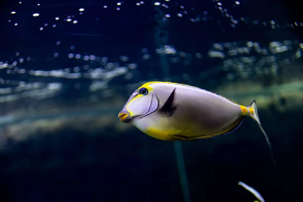 수생 식물의 장식에 수족관에서 아름 다운 물고기 — 스톡 사진