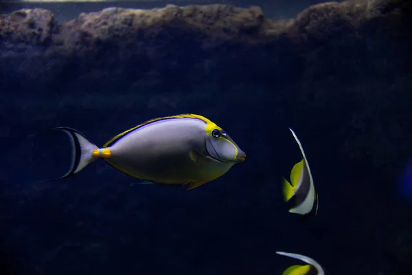 수생 식물의 장식에 수족관에서 아름 다운 물고기 — 스톡 사진