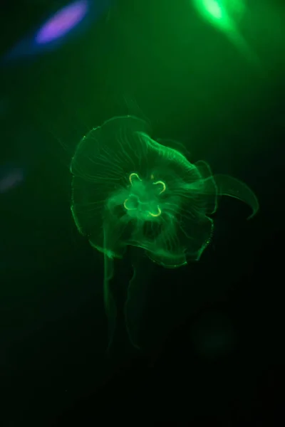 Närbild maneter, Medusa i fisk tank med neonljus. Jellyfi — Stockfoto