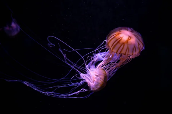 Jellyfish primer plano, Medusa en pecera con luz de neón. Jellyfi. — Foto de Stock