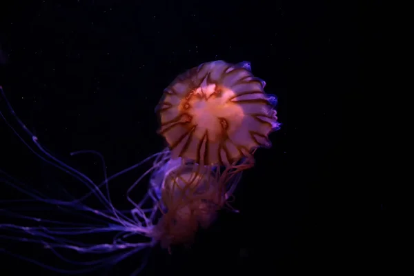 Yakın çekim denizanası, Medusa fish tank neon ışık ile. Jellyfi — Stok fotoğraf