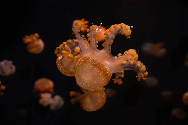 Zbliżenie Jellyfish, Medusa w akwarium z neon light. Jellyfi — Zdjęcie stockowe