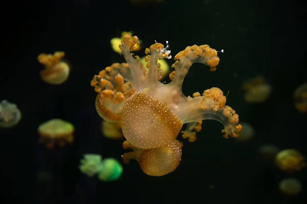 Zbliżenie Jellyfish, Medusa w akwarium z neon light. Jellyfi — Zdjęcie stockowe