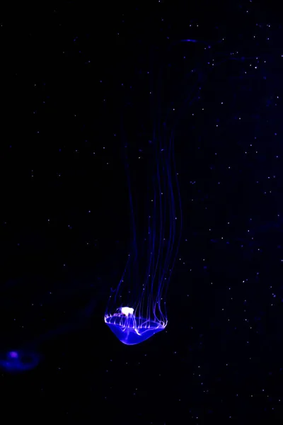 Закри медузи, Medusa в садок для риби з неонові світла. Медузами го — стокове фото