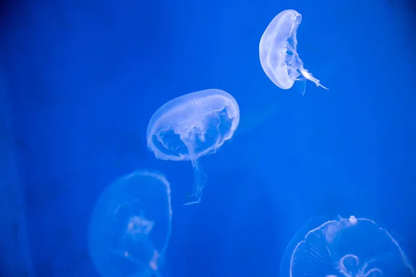 Jellyfish close-up, Medusa em tanque de peixe com luz de néon. Jellyfi. — Fotografia de Stock