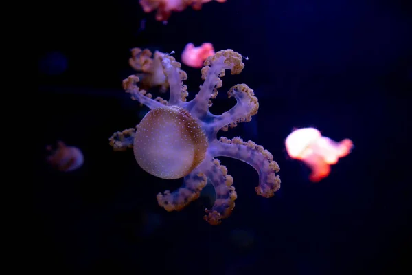 Gros plan Méduses, Méduse dans un aquarium au néon. Jellyfi — Photo