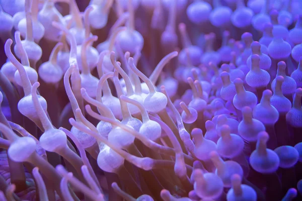 Beautiful sea flower in underwater world with corals and  fish.