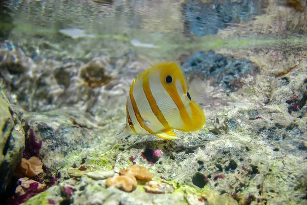 Beautiful fish in the aquarium on decoration  of aquatic plants background.