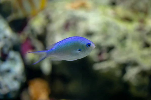 Beautiful fish in the aquarium on decoration  of aquatic plants background.