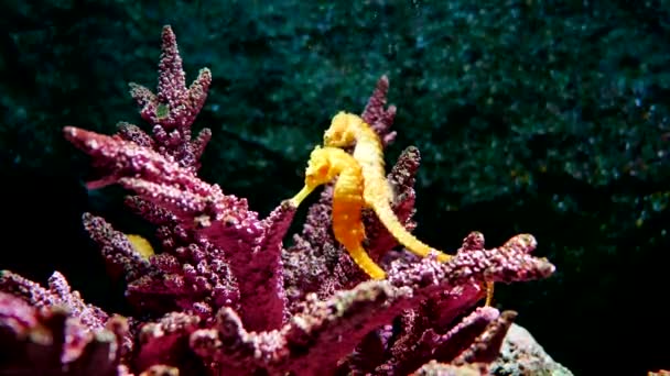 Sea Horse Akvárium Ezek Csikóhalak Meleg Tengerek Ezen Környéken Indonézia — Stock videók