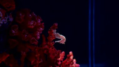 Deniz atı akvaryumda. Bu denizatı Endonezya, Filipinler ve Malezya etrafında sıcak denizlerde yaşıyor. Bunlar genellikle sarı ve alışılmadık bir siyah ve beyaz çizgili burun var..