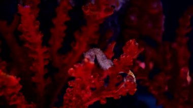 Deniz atı akvaryumda. Bu denizatı Endonezya, Filipinler ve Malezya etrafında sıcak denizlerde yaşıyor. Bunlar genellikle sarı ve alışılmadık bir siyah ve beyaz çizgili burun var..