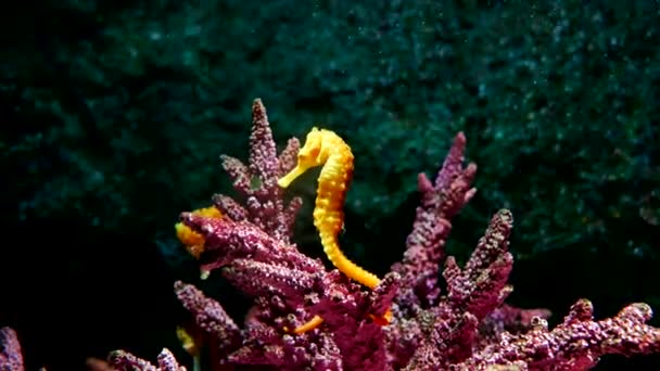 Cavalluccio Marino Acquario Questi Cavallucci Marini Vivono Nei Caldi Mari — Video Stock