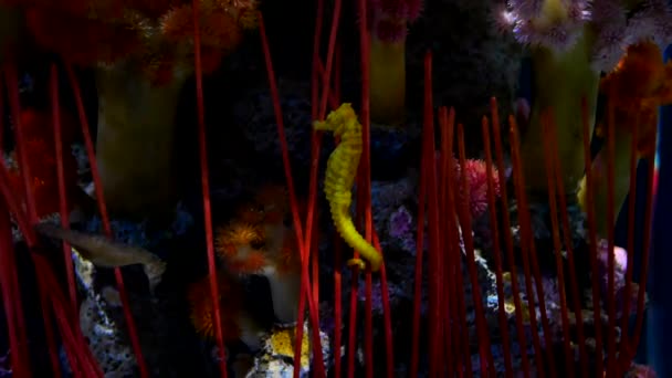 Caballo Mar Acuario Estos Caballitos Mar Viven Los Mares Cálidos — Vídeos de Stock