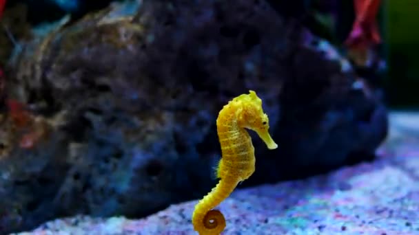 Caballo Mar Acuario Estos Caballitos Mar Viven Los Mares Cálidos — Vídeo de stock