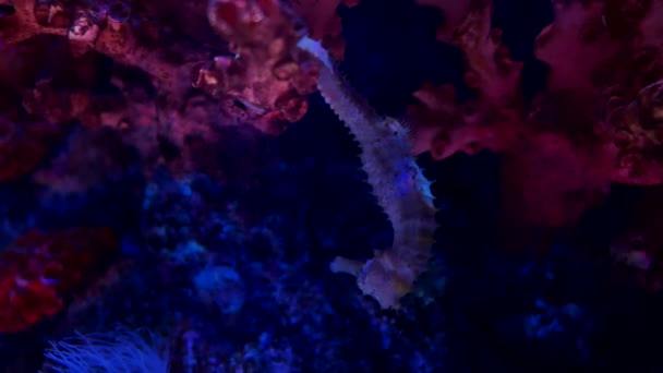 Sea Horse Aquarium Deze Zeepaardjes Leven Warme Zeeën Rond Indonesië — Stockvideo