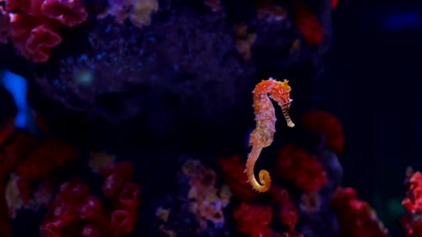 Caballo Mar Acuario Estos Caballitos Mar Viven Los Mares Cálidos — Vídeo de stock