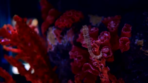 Sea Horse Aquarium Deze Zeepaardjes Leven Warme Zeeën Rond Indonesië — Stockvideo