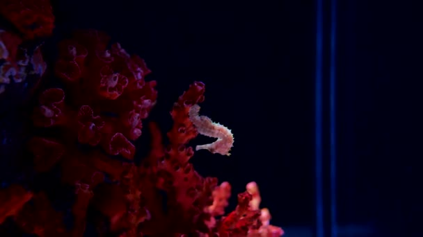 Sea Horse Aquarium Deze Zeepaardjes Leven Warme Zeeën Rond Indonesië — Stockvideo