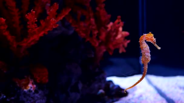 Sea Horse Aquarium Deze Zeepaardjes Leven Warme Zeeën Rond Indonesië — Stockvideo