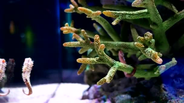 Caballo Mar Acuario Estos Caballitos Mar Viven Los Mares Cálidos — Vídeos de Stock