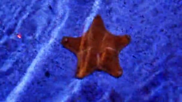 Havuzda Yıldız Balığı — Stok video