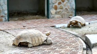 Kaplumbağa hayvanat bahçesinde yavaşça yürür..