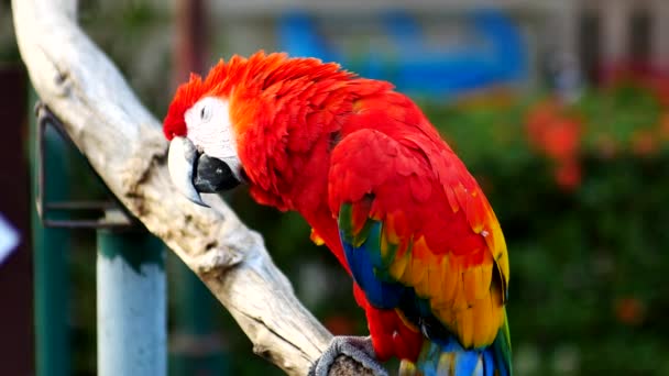 Bel oiseau perroquet aras debout sur un bois 