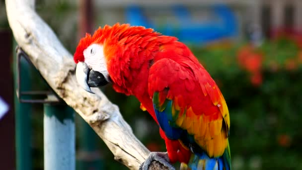 Schöner Ara Papageienvogel Steht Auf Einem Hölzernen — Stockvideo