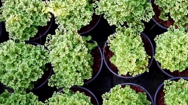 Zierpflanzen Zur Gartendekoration — Stockvideo