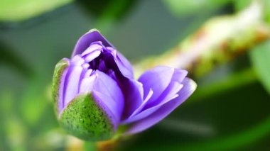 Mor bir lotus çiçeği ve arı. Mor nilüfer güzel çiçek tiplerinden biridir..