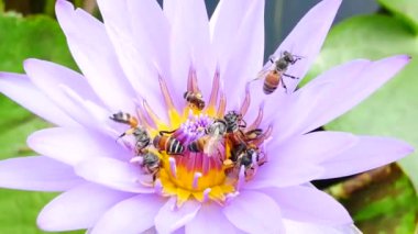 Mor bir lotus çiçeği ve arı. Mor nilüfer güzel çiçek tiplerinden biridir..