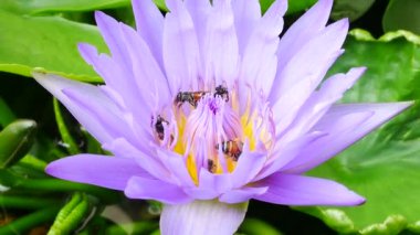Mor bir lotus çiçeği ve arı. Mor nilüfer güzel çiçek tiplerinden biridir..