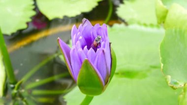 Mor bir lotus çiçeği ve arı. Mor nilüfer güzel çiçek tiplerinden biridir..