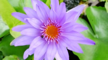 Mor bir lotus çiçeği ve arı. Mor nilüfer güzel çiçek tiplerinden biridir..