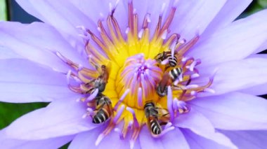 Mor bir lotus çiçeği ve arı. Mor nilüfer güzel çiçek tiplerinden biridir..