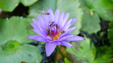 Mor bir lotus çiçeği ve arı. Mor nilüfer güzel çiçek tiplerinden biridir..