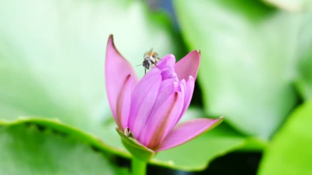 Un fiore di loto viola e un'ape. Un loto viola è uno dei tipi di fiore bello . — Video Stock