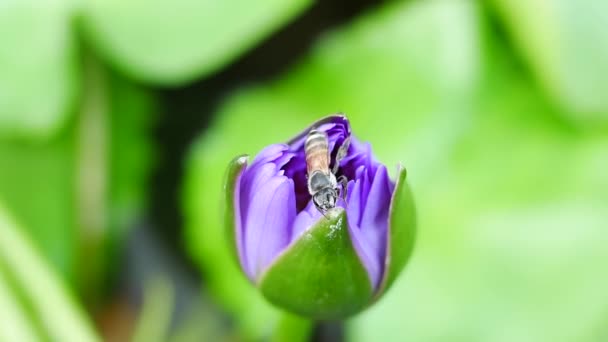 Mor bir lotus çiçeği ve arı. Mor nilüfer güzel çiçek tiplerinden biridir.. — Stok video