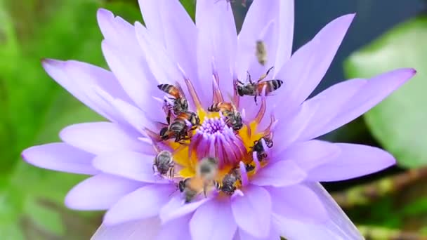 En lila lotusblomma och Bee. En lila Lotus är en av de vackra blomma typ. — Stockvideo