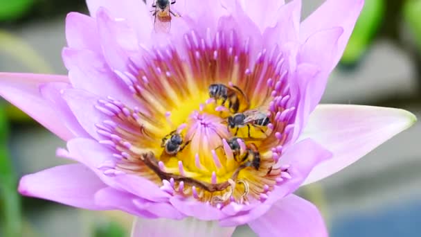 Un fiore di loto viola e un'ape. Un loto viola è uno dei tipi di fiore bello . — Video Stock