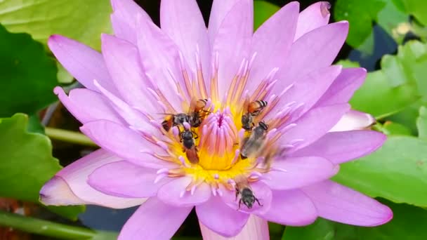 Uma flor de lótus roxa e uma abelha. Um lótus roxo é um dos tipos de flor bonita . — Vídeo de Stock