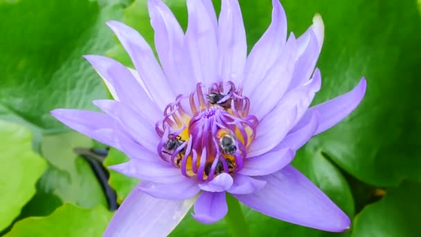 Mor bir lotus çiçeği ve arı. Mor nilüfer güzel çiçek tiplerinden biridir.. — Stok video