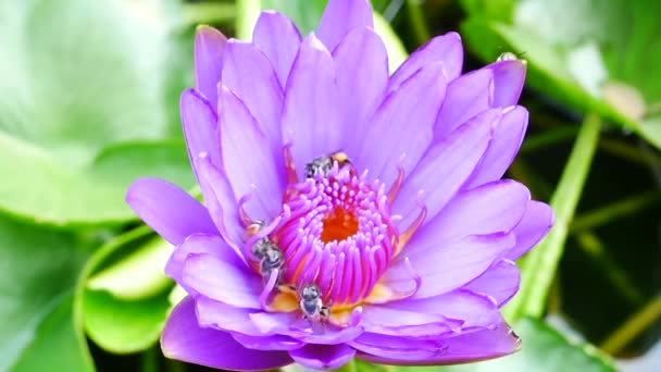 Фиолетовый цветок лотоса и пчела. Фиолетовый лотос является одним из красивых типов цветов . — стоковое видео