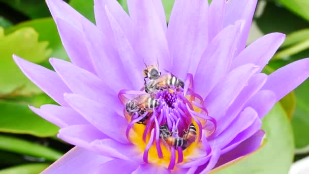 Una flor de loto púrpura y abeja. Un loto púrpura es uno de los hermosos tipos de flores . — Vídeos de Stock