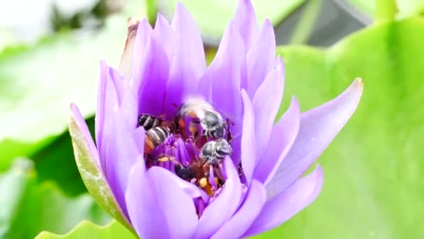 Фіолетова квітка лотоса та бджола. Фіолетовий лотос є одним з красивих типів квітів . — стокове відео