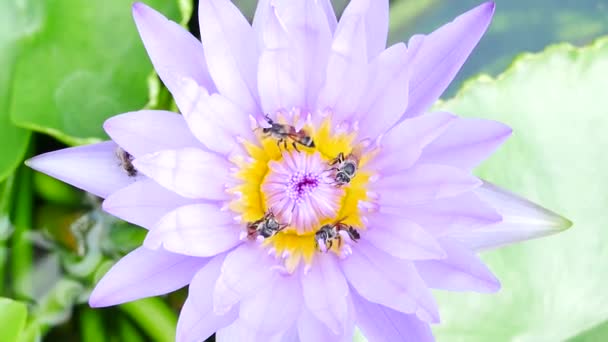 Une fleur de lotus pourpre et une abeille. Un lotus violet est l'un des beaux types de fleurs . — Video