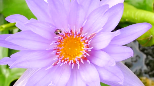 Una flor de loto púrpura y abeja. Un loto púrpura es uno de los hermosos tipos de flores . — Vídeo de stock