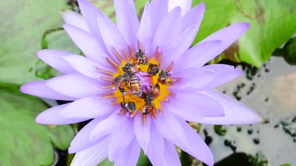 Egy lila lótusz virág és a méh. A lila lótusz egyik gyönyörű virág típusa.