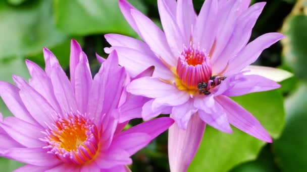 紫色的莲花和蜜蜂。紫色的荷花是美丽的花型之一. — 图库视频影像